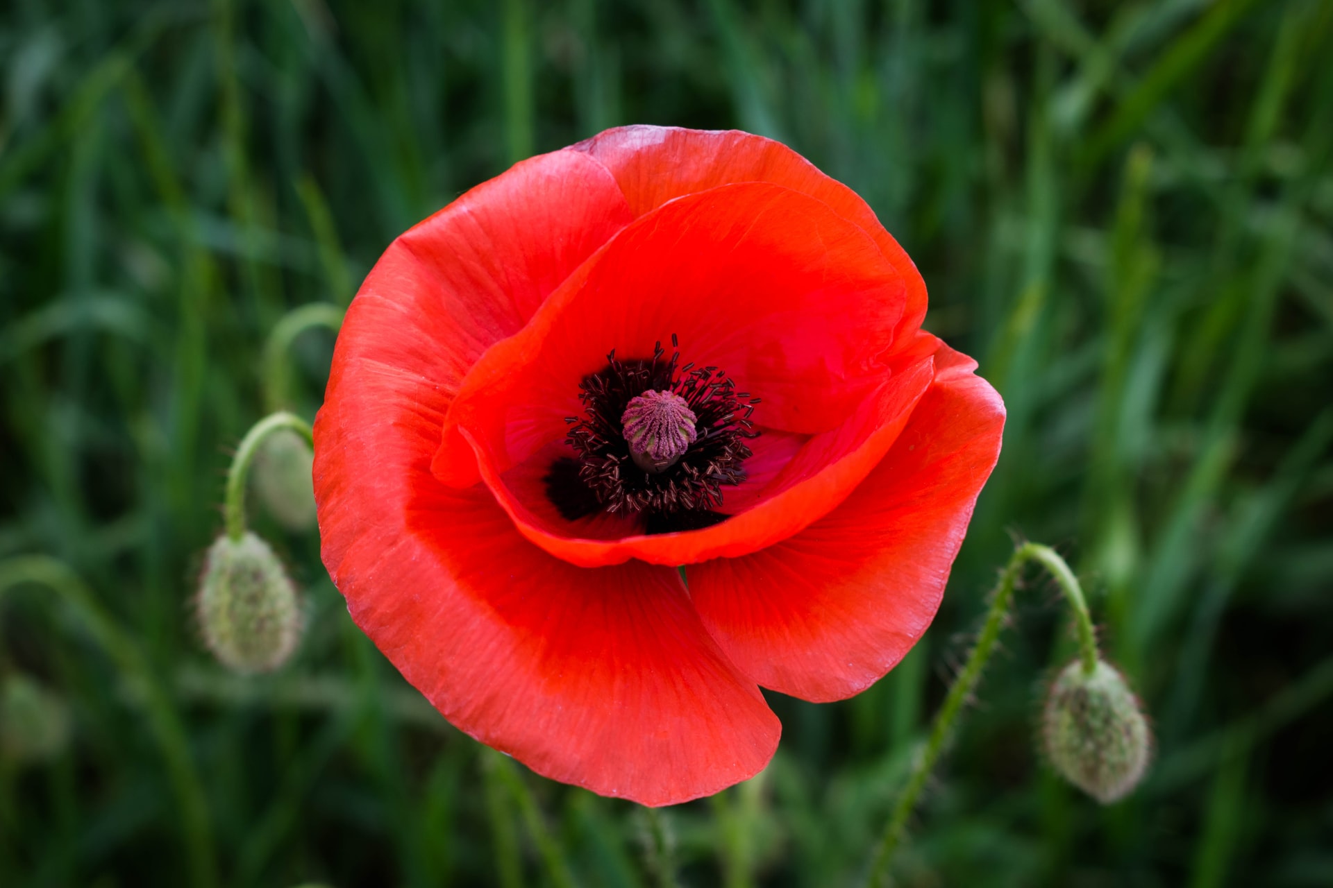 Money raised for The Poppy Appeal